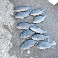 725c4795ab0ee7330c6516ea83b8e2e1