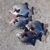 DSCF0037