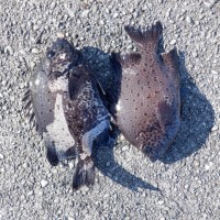 DSCF0045