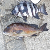 DSCF2732