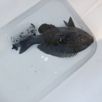 DSCF2733