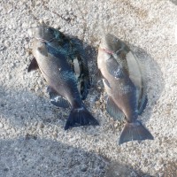 DSCF2735