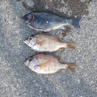 DSCF2737