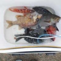 DSCF2743