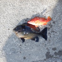 DSCF2771