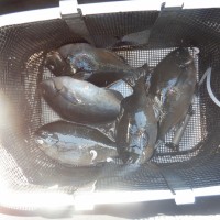 DSCF2774