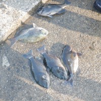 DSCF2775