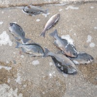 DSCF2793