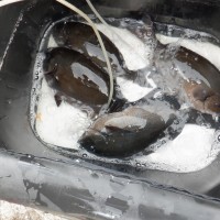 DSCF2794