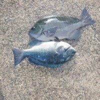 DSCF2805