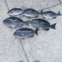 DSCF2813