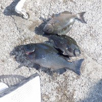 DSCF2825