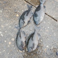 DSCF2833