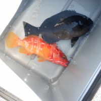 DSCF2852