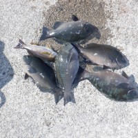 DSCF2856