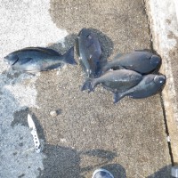 DSCF2864