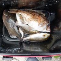 DSCF2867