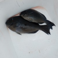 DSCF2871