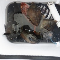 DSCF2872