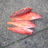 DSCF2876