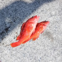 DSCF2896