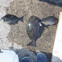 DSCF2908