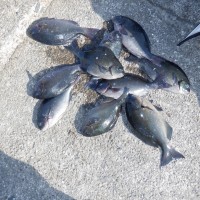 DSCF2909