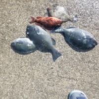 DSCF2917