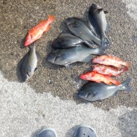 DSCF2923