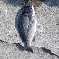 DSCF2932