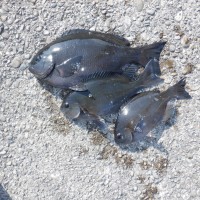 DSCF2939