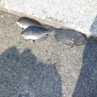 DSCF2954