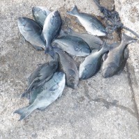 DSCF3036