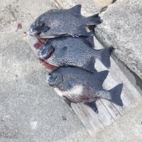 DSCF3049