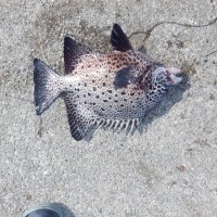 DSCF3053