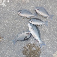 DSCF3054