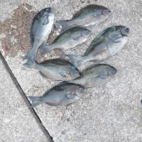 DSCF3055