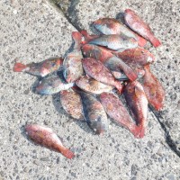 DSCF3075