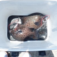 DSCF3077
