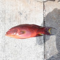DSCF3089
