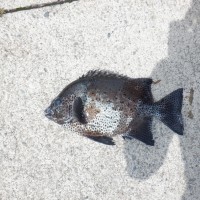 DSCF3091