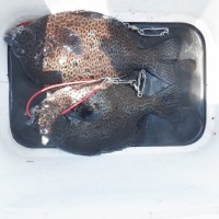 DSCF3118