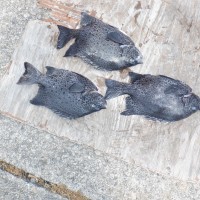 DSCF3125