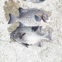 DSCF3167