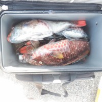 DSCF3248