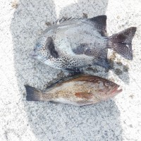 DSCF3272