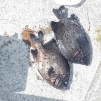 DSCF3275