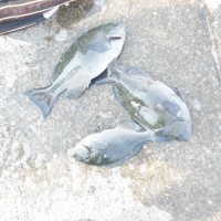 DSCF3871