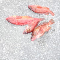 DSCF3903