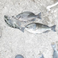 DSCF3905